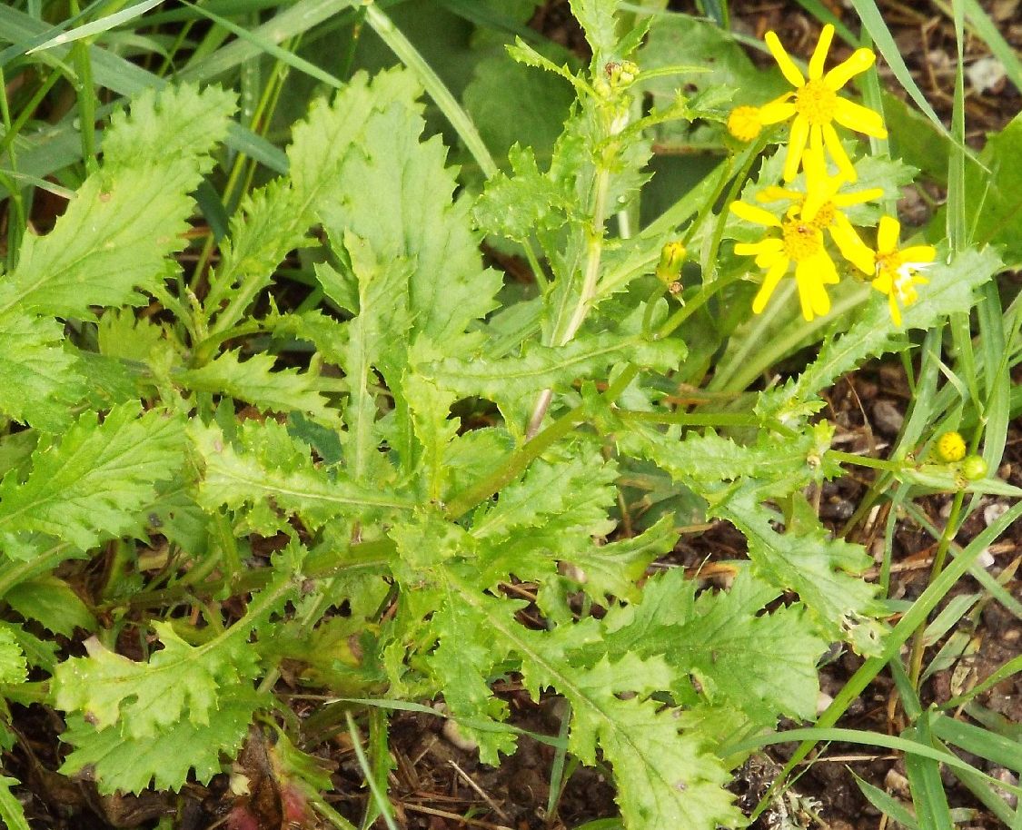 Asteracea: Senecio squalidus. subsp. rupestris